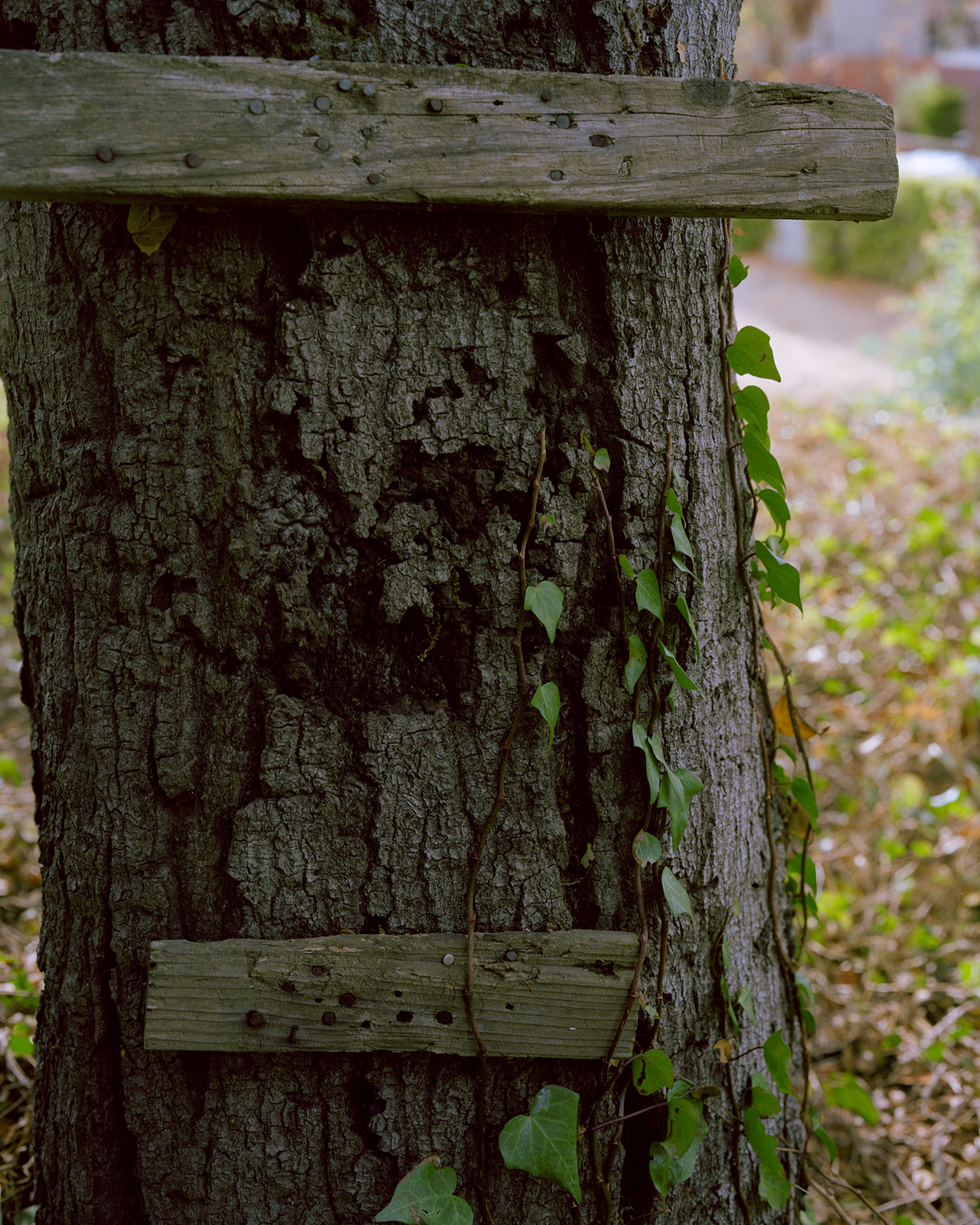 grey zine cover with black typewritten drugs and dosages on either side of a black line art of a juniper tree and the words 'THE JUNIPER TREE' in crimson red