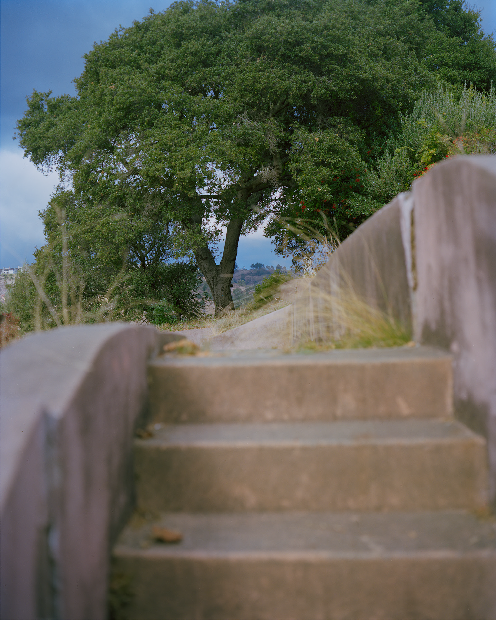 grey zine cover with black typewritten drugs and dosages on either side of a black line art of a juniper tree and the words 'THE JUNIPER TREE' in crimson red